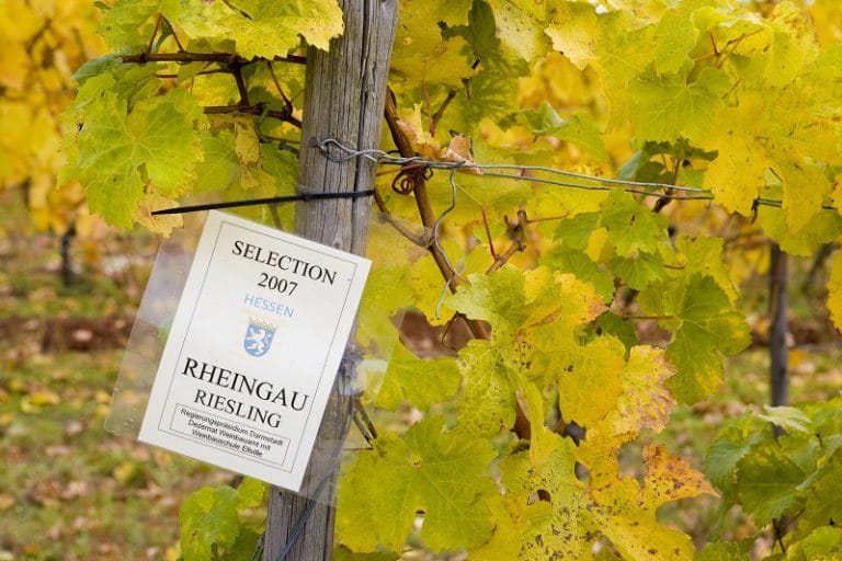 Wino z Żabki, które warto poznać? To OH 01 Riesling Dry! - Kuchnia dla ...