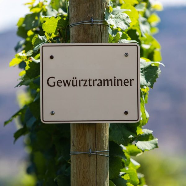 Gewürztraminer - opis i charakterystyka wina