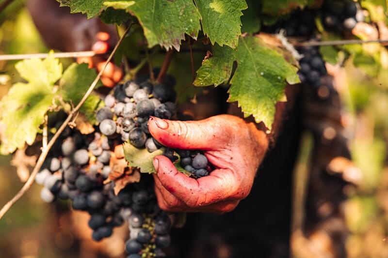 Primitivo – włoskie wino czerwone