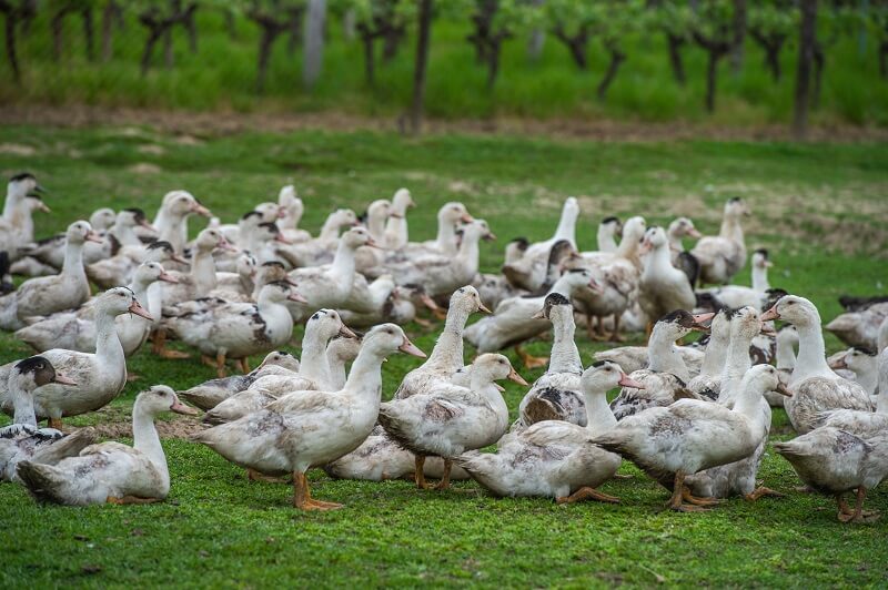 Fois gras - kontrowersyjny przysmak