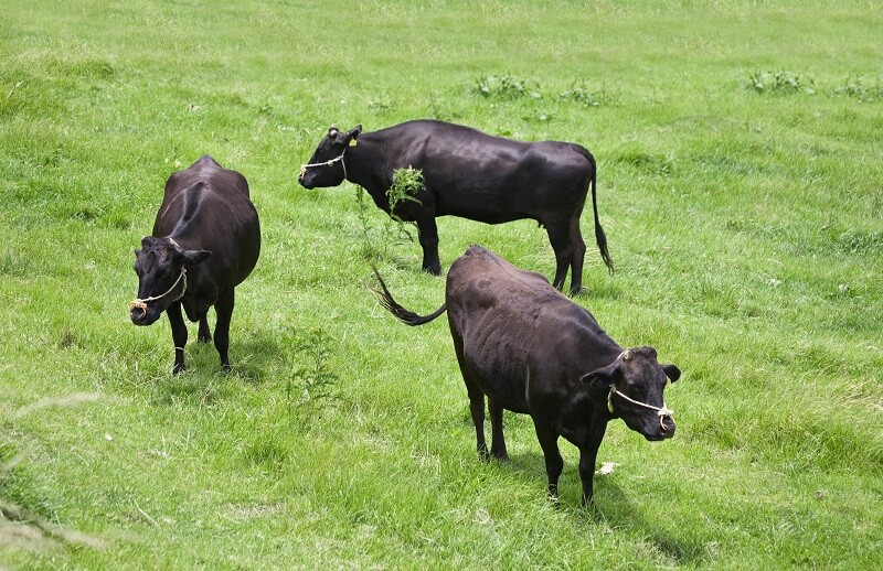 Wołowina Wagyu