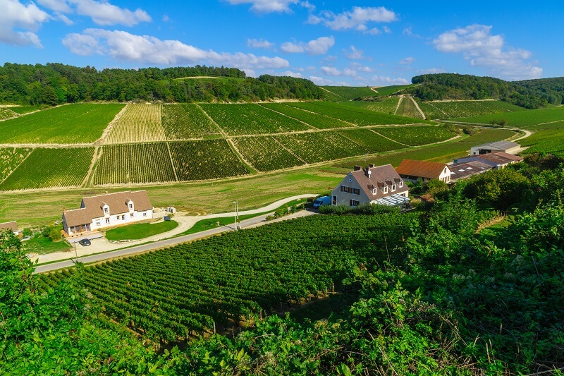 Przewodnik po winie Chablis.