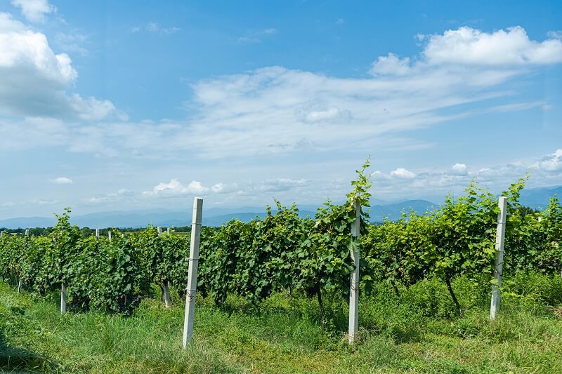 gruzińskie wino - krótki przewodnik