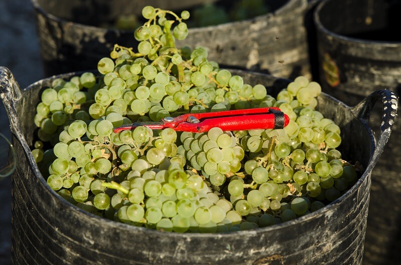 Przewodnik po chenin blanc