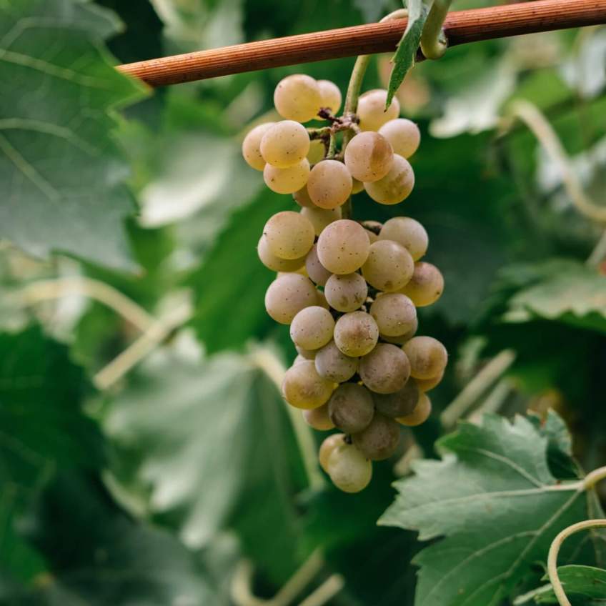 Przewodnik po chenin blanc